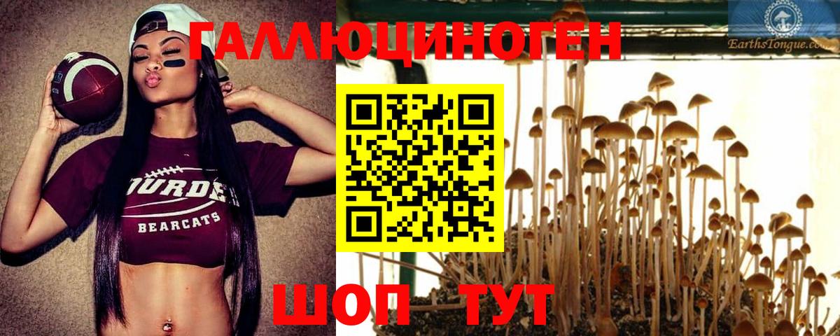 Галлюциногенные грибы Cubensis Белореченск